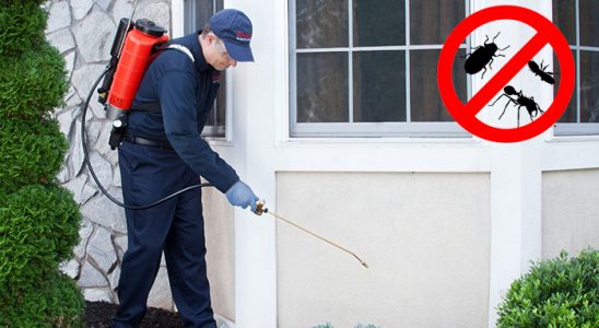 Çaycuma Kemirgen İlaçlama böcek ilaçlama ve haşere kontrolü — ilaclama-tr.com